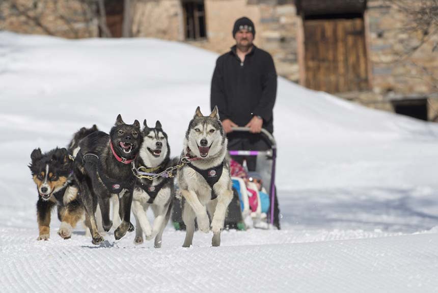 If you're not Skiing at Easter then why not enjoy a sunny Dog Sled ride